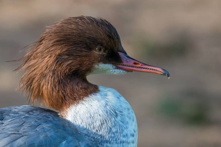 7 Birds With Teeth: Have You Ever Seen Any?