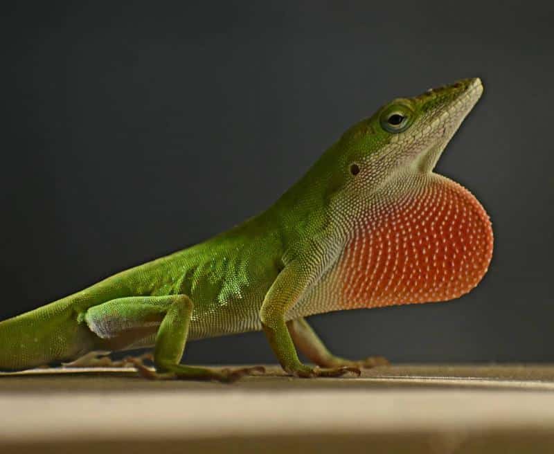 Dactyloidae Lizard