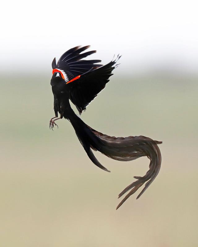 Long-tailed Widowbird (Africa)