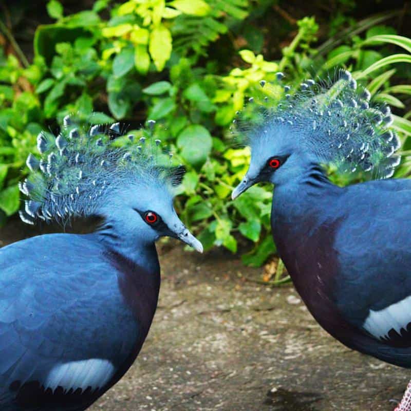 BLUE: Victoria-crowned Pigeon