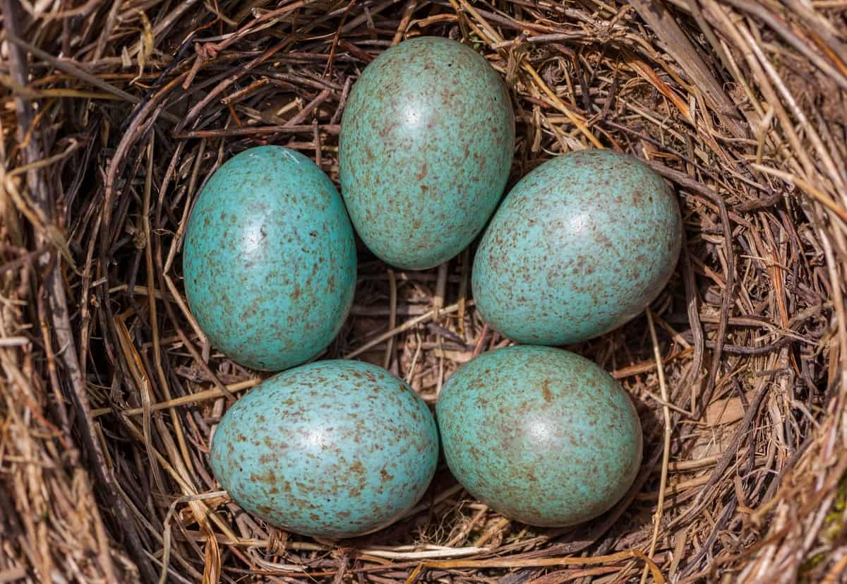 Bird Species With Blue Eggs