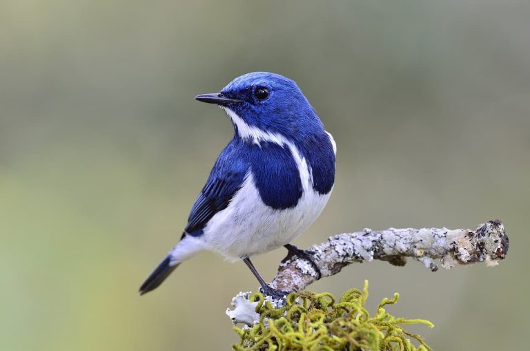 9 Birds With Blue Feathers: Wonderful And Spectacular