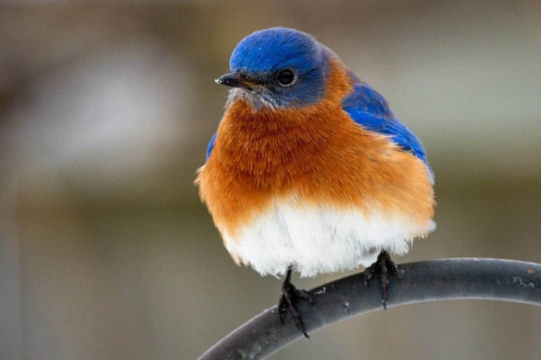 Birds With Eye-catching Orange Chests