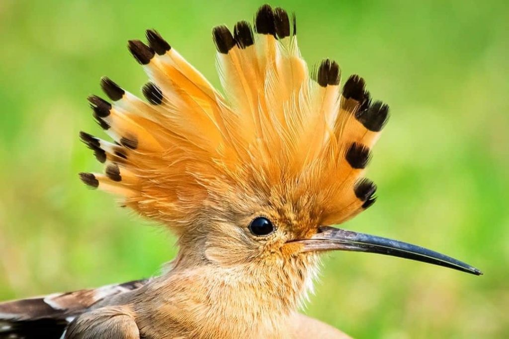Birds with magnificent mohawks