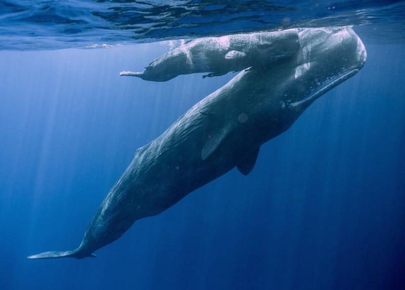 Cachalot Whales
