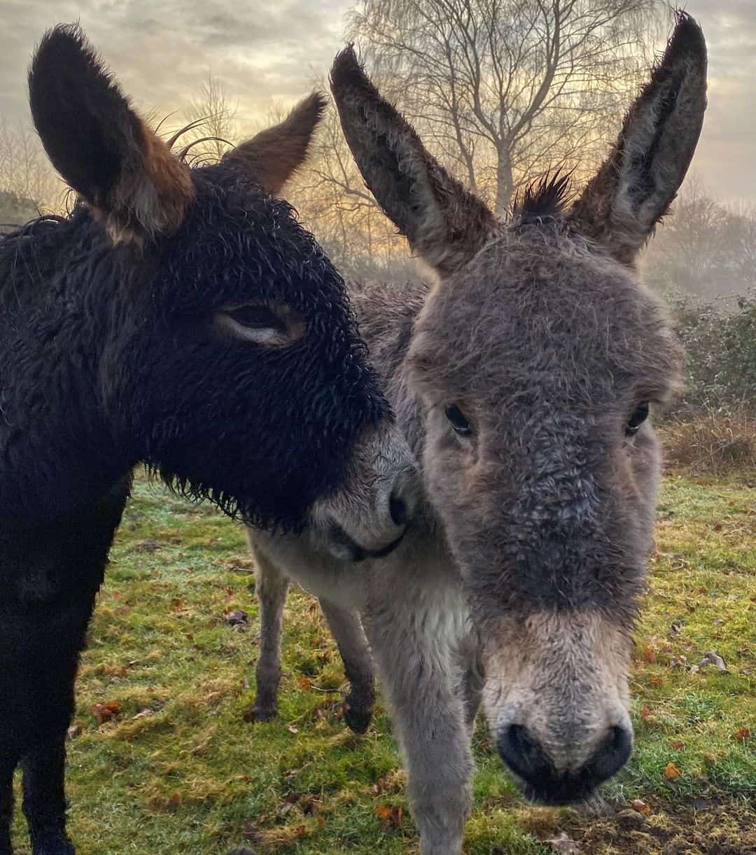 Donkeys and Mules Diet differences