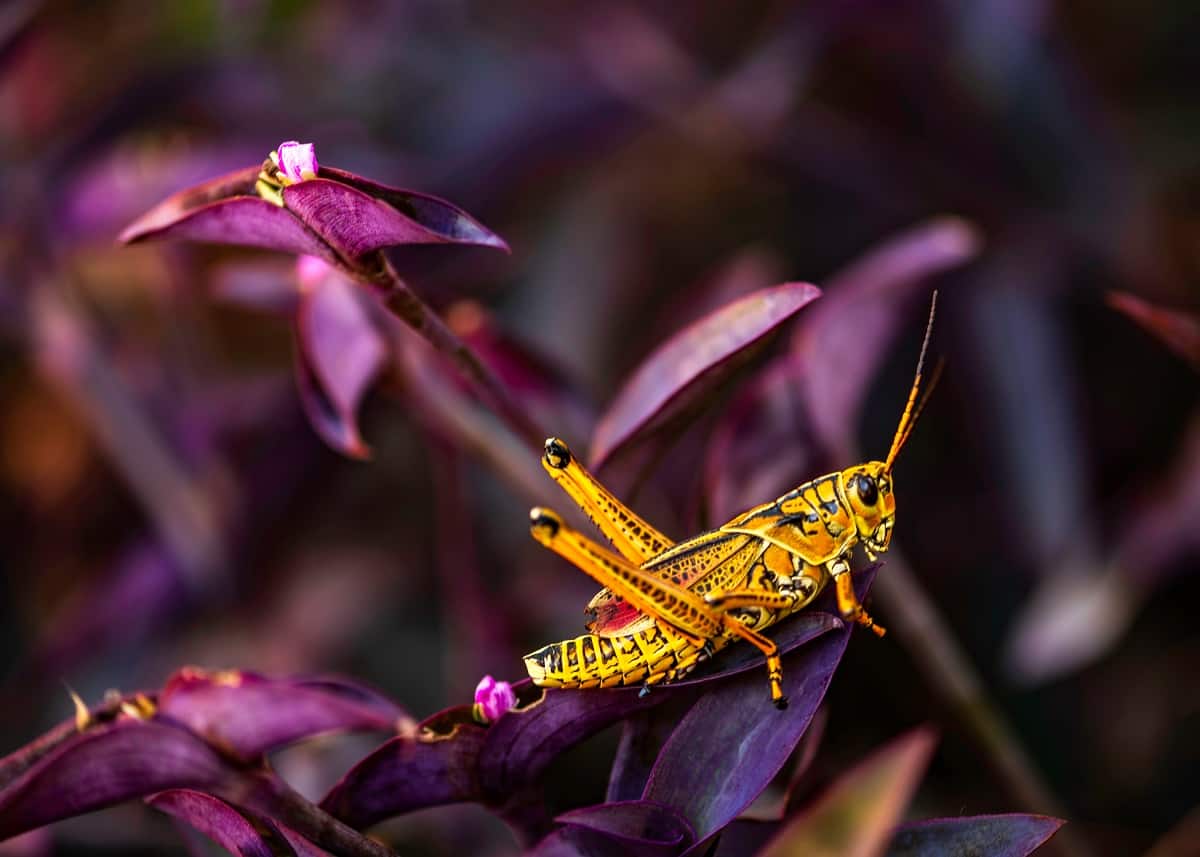 Grasshopper Symbolism and Meaning