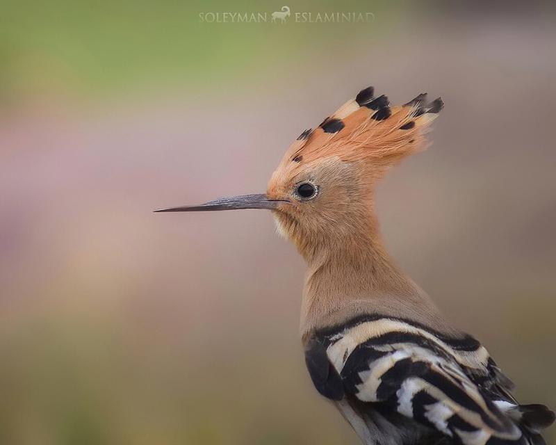 Hoopoe Long Beak