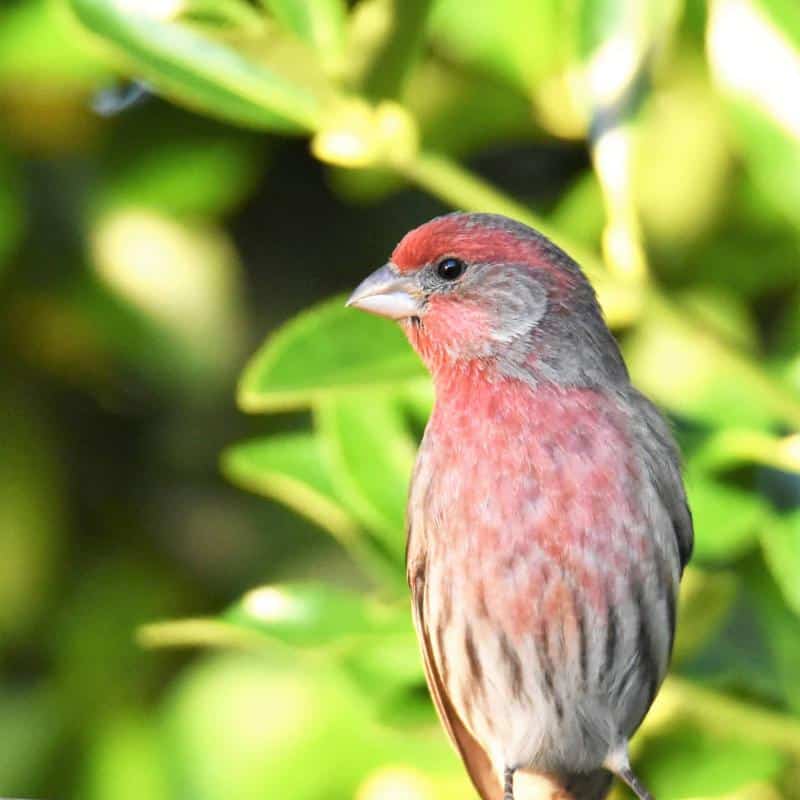 House Finch Red Chests