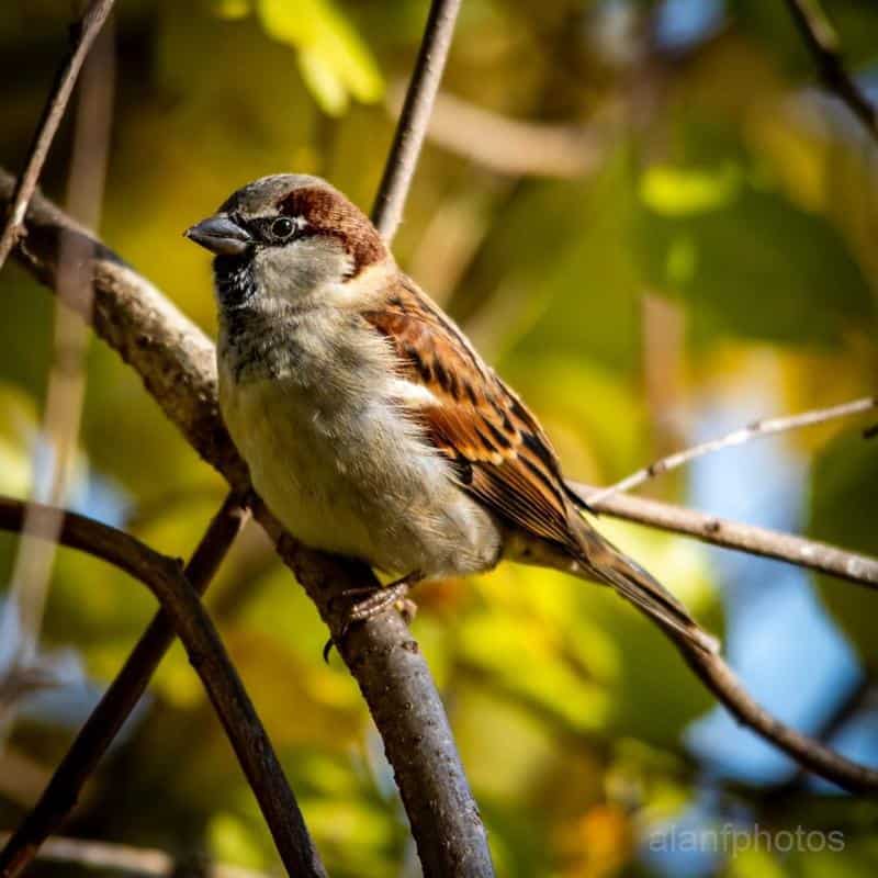 House sparrow—10-14 days