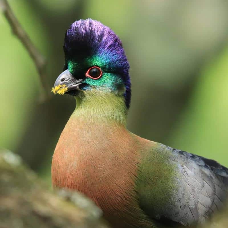 INDIGO: Purple-crested Turaco
