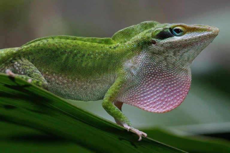 10 Lizards Living It Large in Florida (2022 Updated)