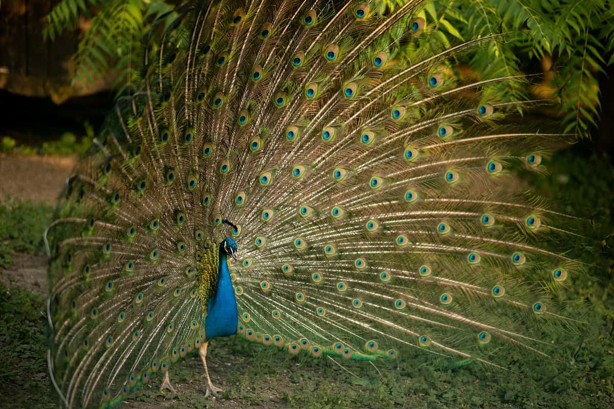 Peafowl, peacock, or peahen