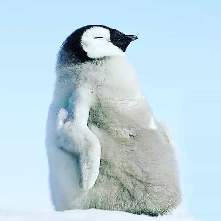 Penguin—65-75 days