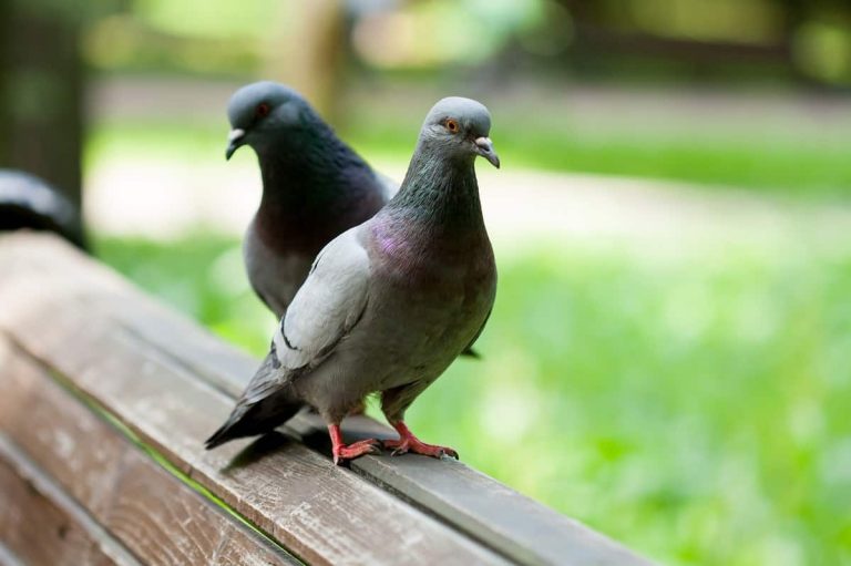 Pigeon Symbolism and Meaning Explained (2022 Updated)