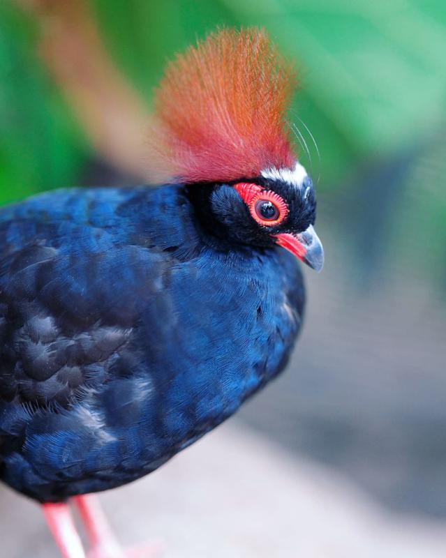 RED: Crested Partridge