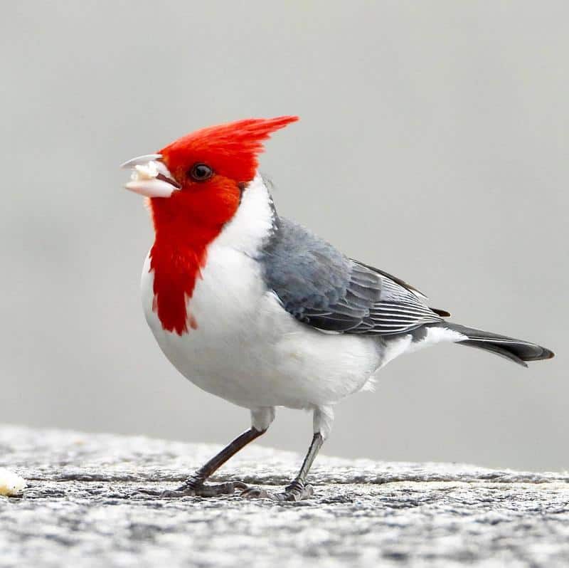 Red-Crested Cardinal Red Chests