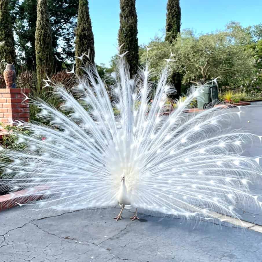 So, Are White Peacocks Rare