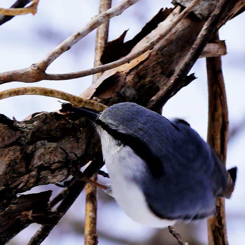 White-Breasted Nuthatch White Belly