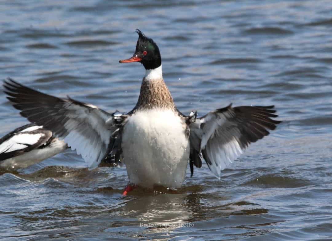 Differences Between Duck Flight Methods