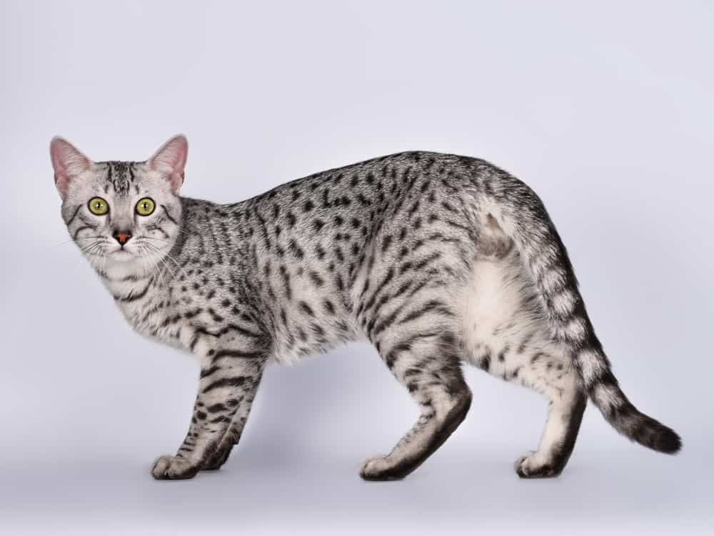 Egyptian Mau (Felis catus)