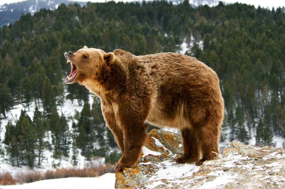 Grizzly Bears (Ursus arctos horribilis)
