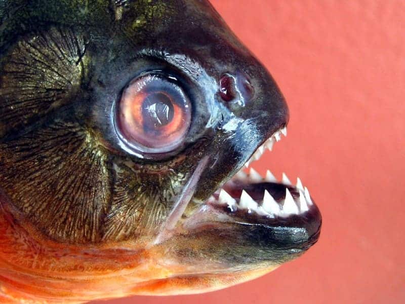 Piranha (Pygocentrus)