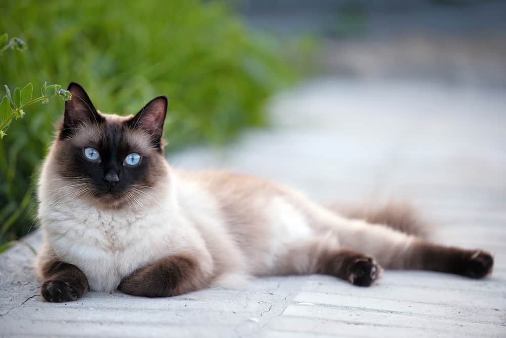Siamese Cat (Felis catus)