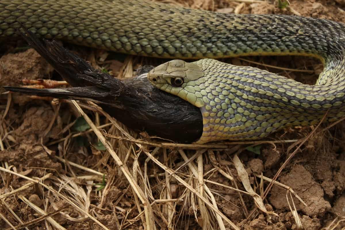 Snakes That Eat Birds