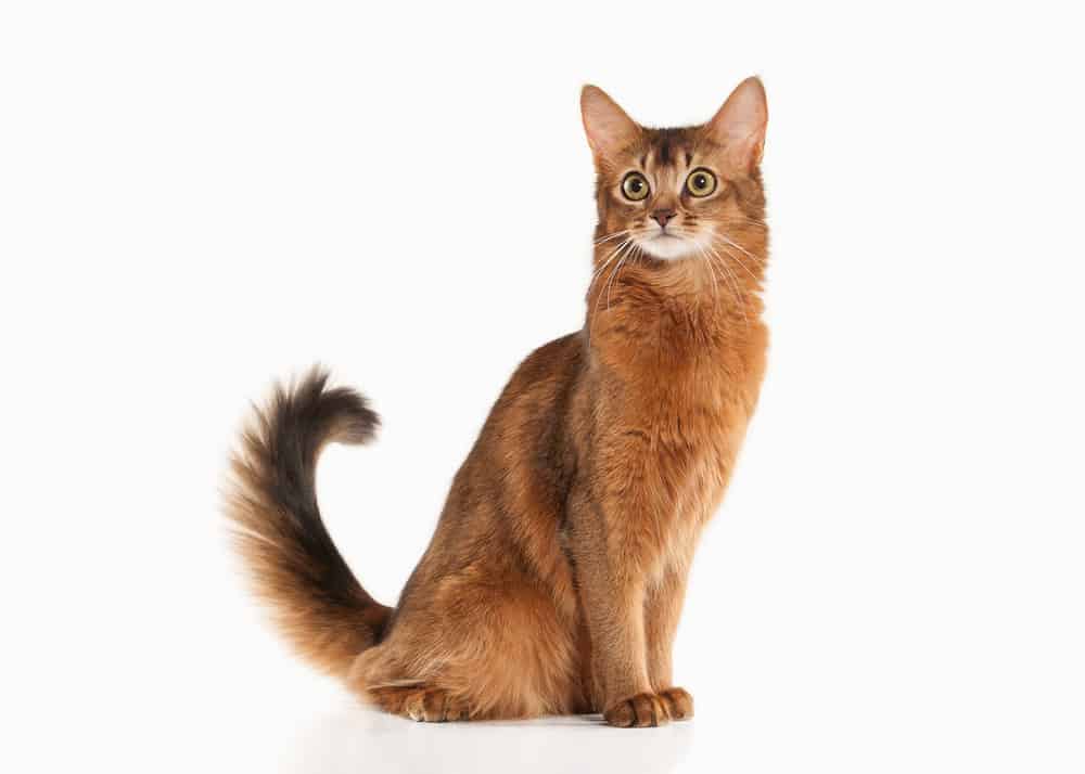Somali Cat (Felis catus)