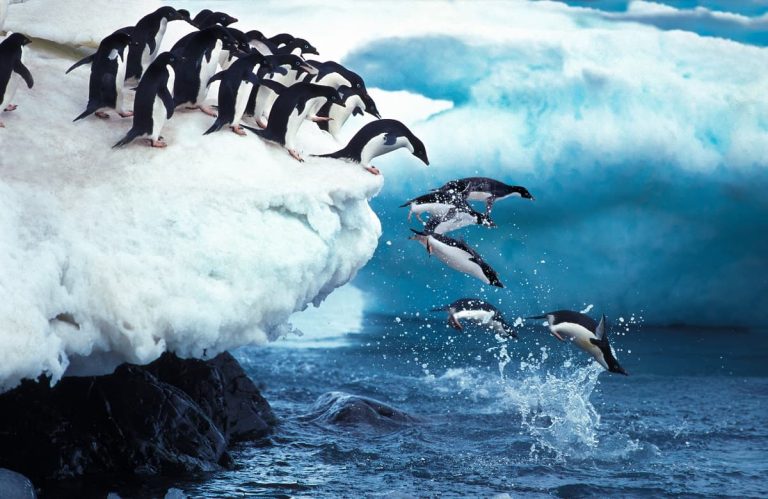 Can Penguins Fly? Their Flying Evolution