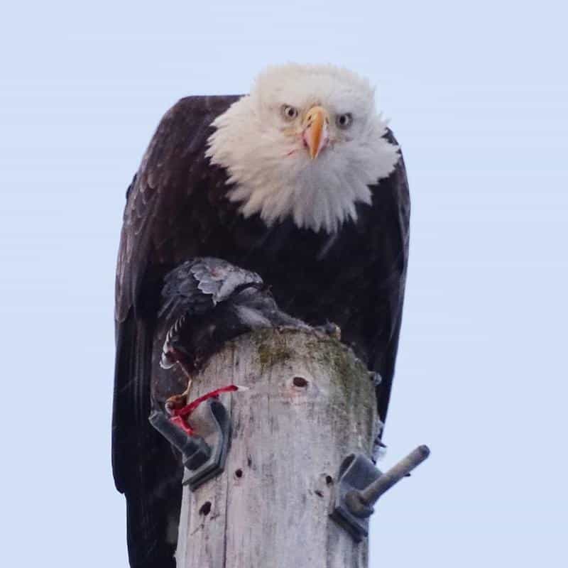 Do Eagles Eat Hawk