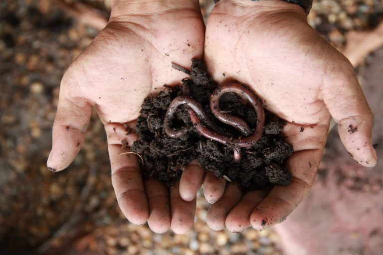 14 Types of Earthworms to Know About (2022 Updated)