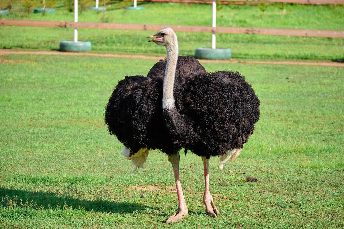 Why Don’t Ostriches Fly