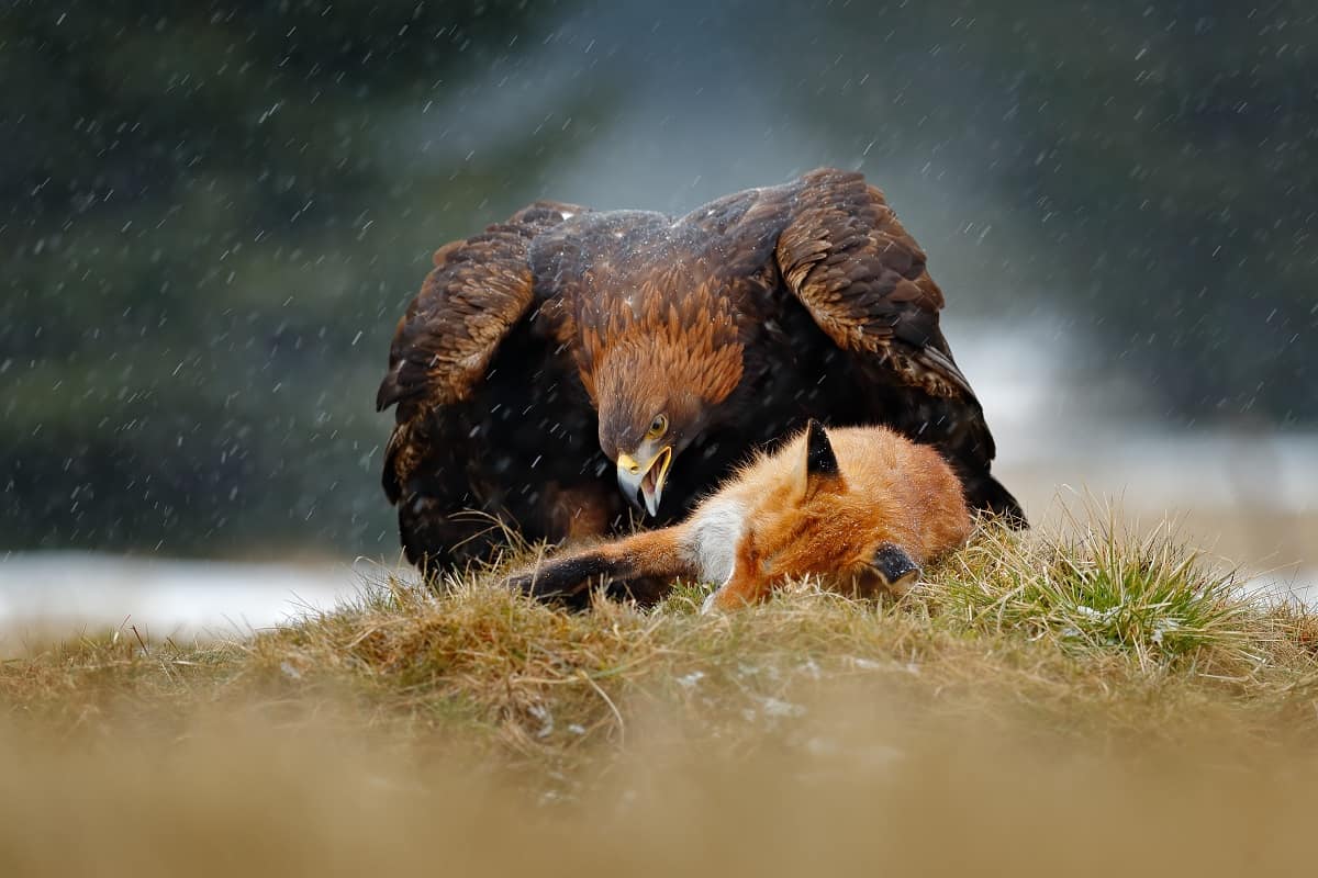 hawks eat fox