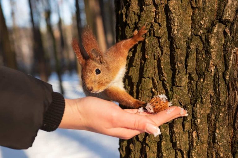 Feeding Peanuts To Squirrels: Is It Safe?