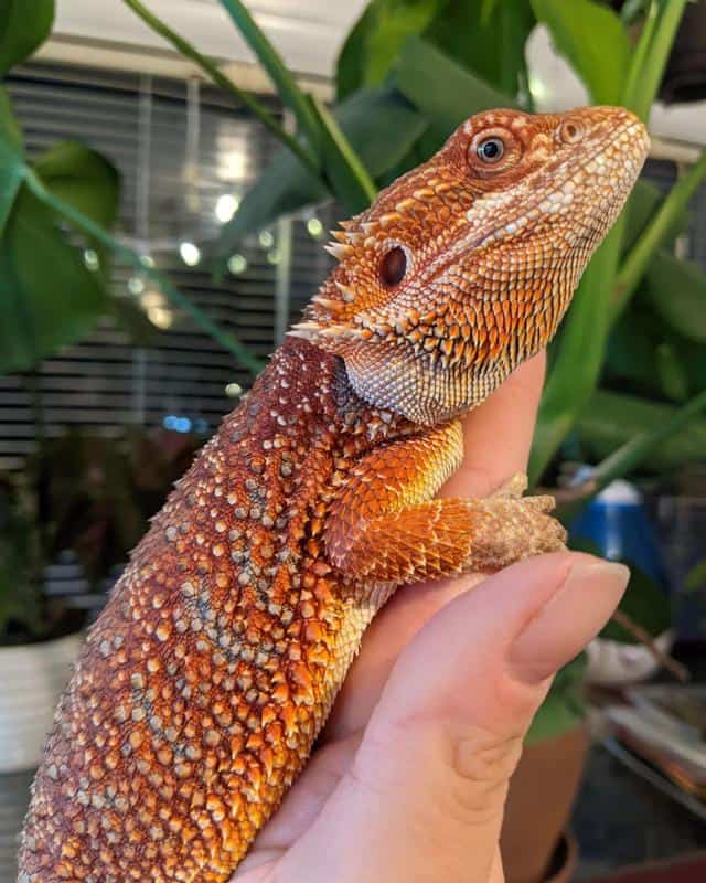 Orange Bearded Dragon