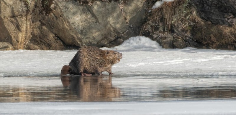 What Does A Beaver Look Like
