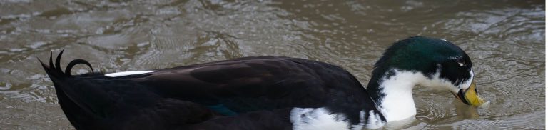 Discover the Beauty and Diversity of Black and White Duck Breeds: A Comprehensive Guide