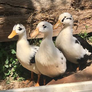 Black and White Duck Breeds - Ancona Duck