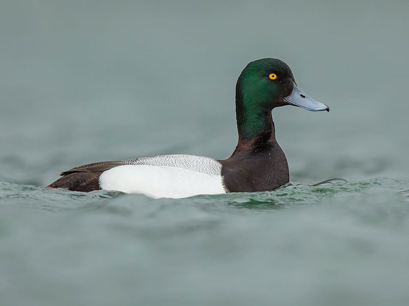 Black and White Duck Breeds - Greater Scaup