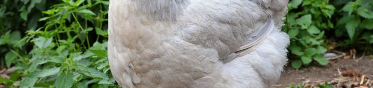 Discover the Charm of Chicken Breeds with Feathered Feet: A Comprehensive Guide