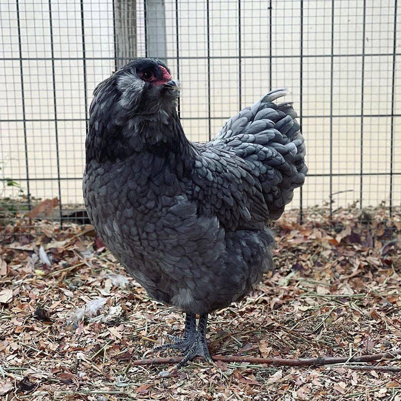 Easter Egger Rooster vs Hen - What Are Easter Egger Chicken