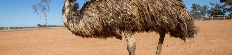 How Much Does Emu Cost? Factors Affecting Emu Pricing and What You Can Expect to Pay