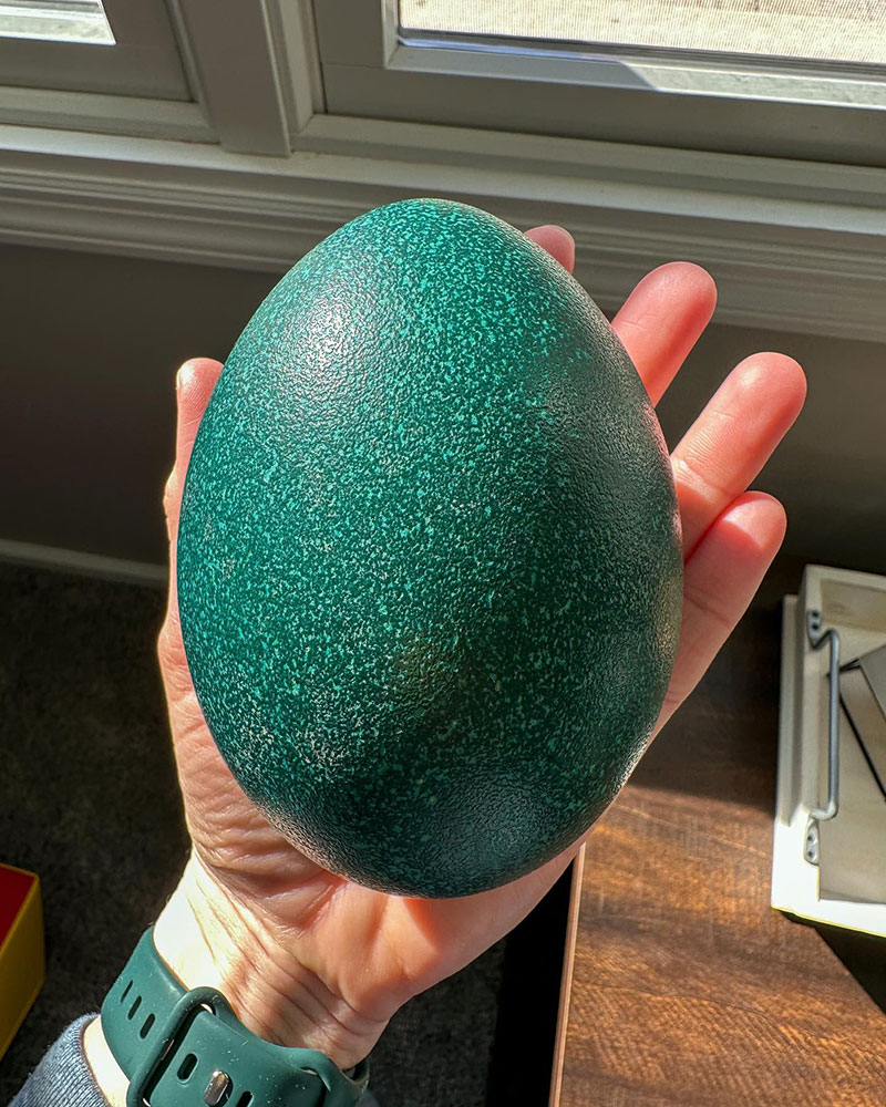 How Much Does Emu Cost - Emu Eggs Cost