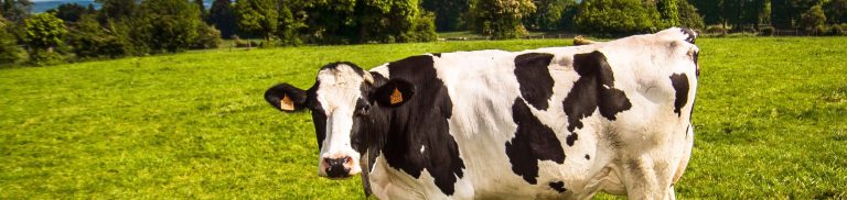Discover the Current Market Price: How Much Does a Cow Cost in 2024?
