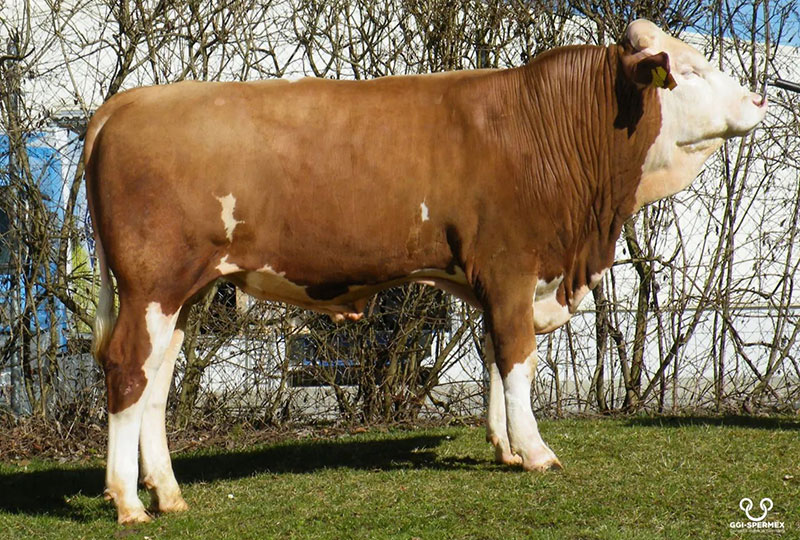 How Much Does a Cow Cost - Simmental