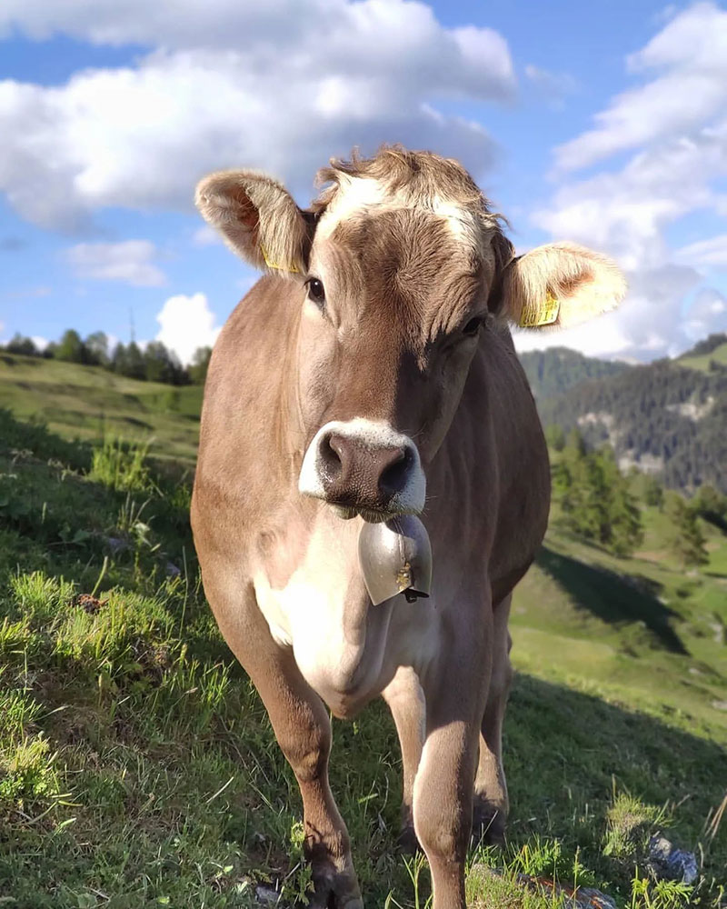 How Much Does a Cow Cost - The Brown Swiss