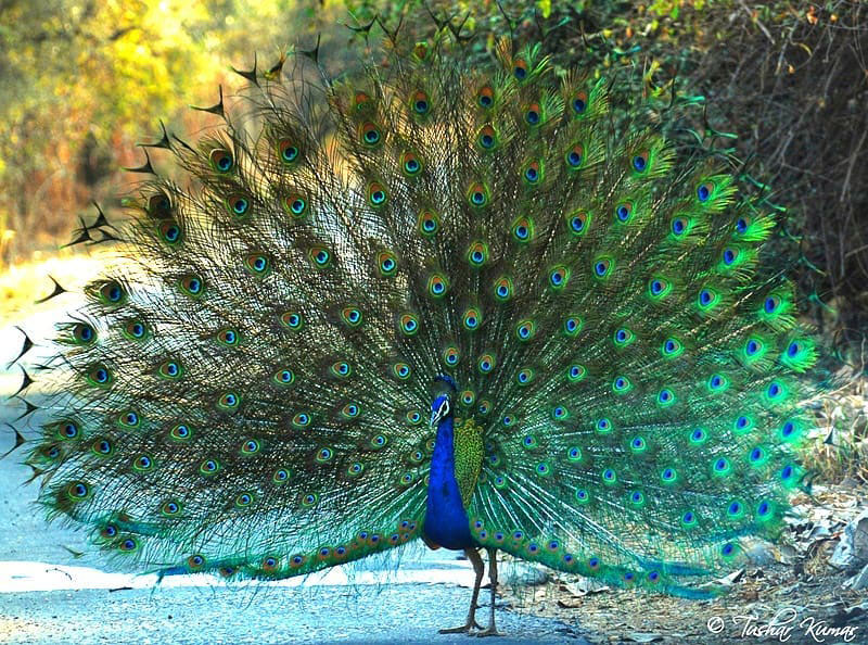 How Much Does a Peacock Cost - Indian Blue Peafowl