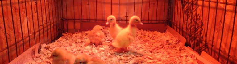 Safe & Effective Heat Lamp Alternatives for Keeping Your Chickens Warm and Cozy